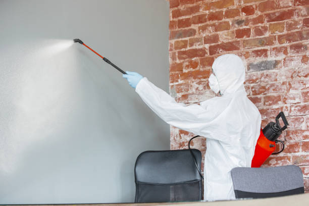 Best Black Mold Removal  in Woodhaven, MI