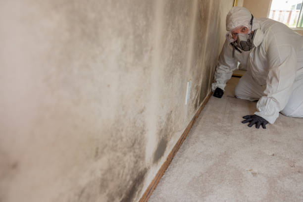 Best Biohazard Mold Removal  in Woodhaven, MI